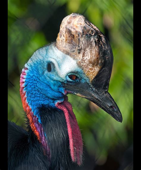 Cassowary The Cassowary Genus Casuarius Is A Very Large Flickr