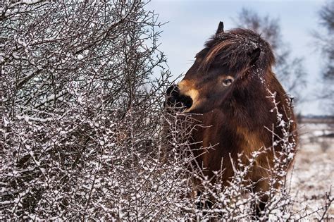 Wild horses are helping to protect natural systems in two more reserves 