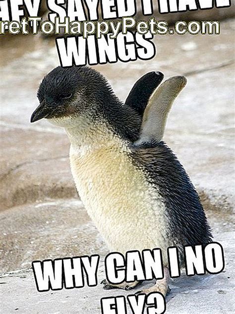 24 Memes Que Provam Que Os Pinguins São Os Animais Mais Engraçados Da