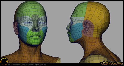 female face topology Анатомия