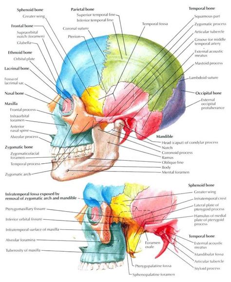 Skull Lateral View Labeled Biology Forums Gallery Анатомия человека