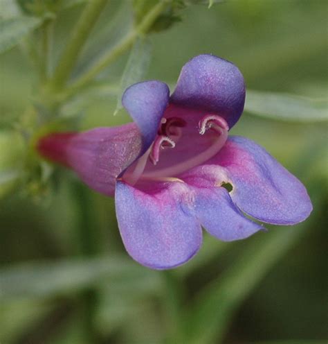 We did not find results for: Native Plant Sale - Weeding Wild Suburbia