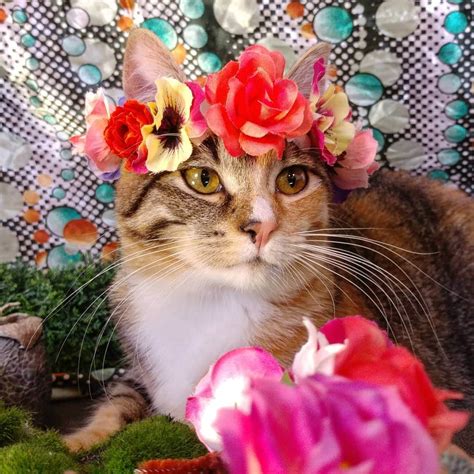 Instagram I Think Everyone Could Use A Cat In A Flower Crown Right