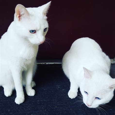 Both flame point siamese and redpoint are same breed cats but they are called by different names in different countries. How much on average does a Siamese cat cost? - Quora