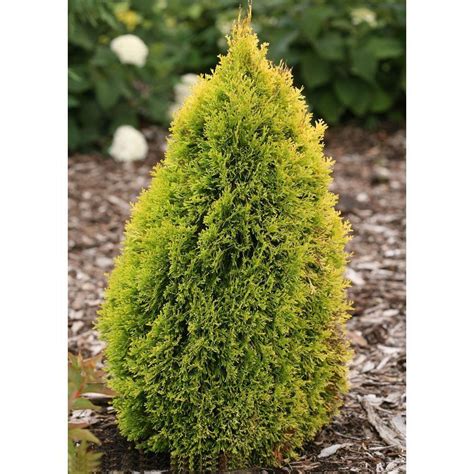 Proven Winners Filips Magic Moment Arborvitae Thuja Live Evergreen