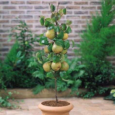 Miniature Patio Fruit Trees Collection Mirror Garden Offers