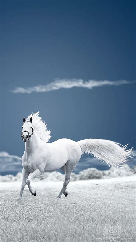 88 Wallpaper Hd Horse White Free Download Myweb