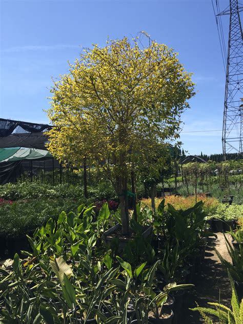 Grandiflora is a plant nursery based out of gainesville, florida. duranta Cuban gold skyflower tree or it can be a shrub | Planting flowers, Plants, Shrubs