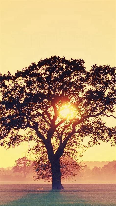 Countryside Tree Sunset Iphone Wallpapers Free Download