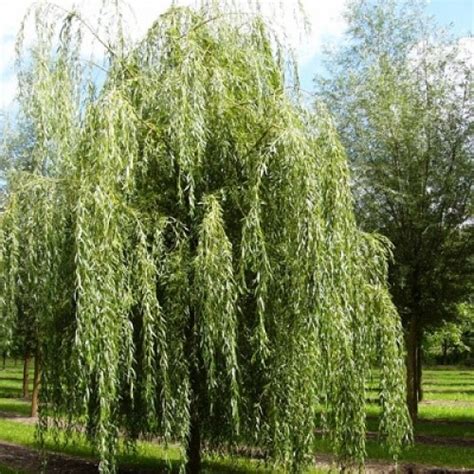 (this is the template you should follow when beginning entries in the plant encyclopedia. Ива белая Тристис (Salix alba 'Tristis') | Мир крупномеров