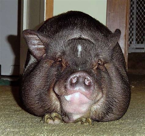 Swine Most Fine A Fad Turned Rescue Effort Potbellied Pigs Still
