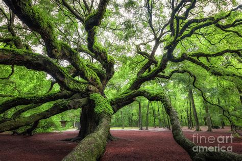 Magical Angel Oak Tree Photograph By Michael Ver Sprill Pixels