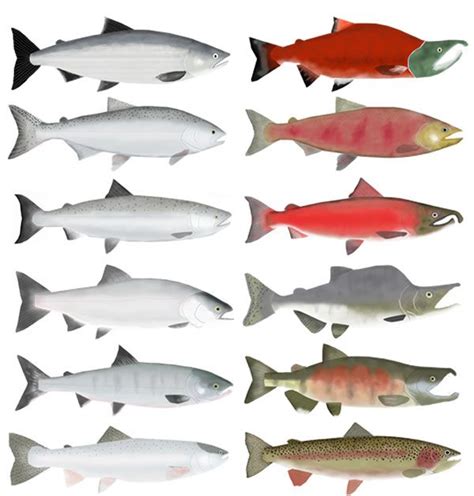 Pacific Salmon Group Ocean And Spawning Phase Row 1 Sockeye Salmon