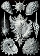 Ernst Haeckel, or the world’s most beautiful beings - Aleph
