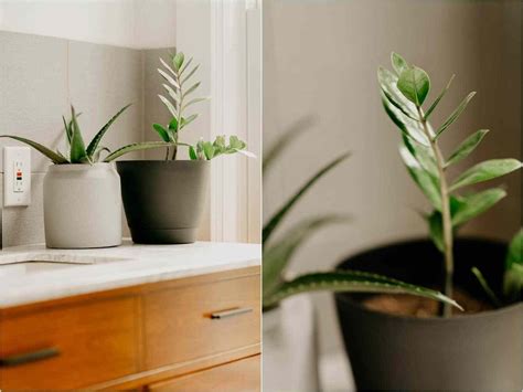6 Houseplants That Would Love To Live In Your Bathroom Bathroom