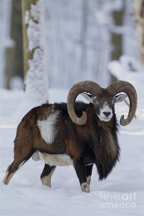Mouflon Ram Winter 65 Photograph By Arterra Picture Library