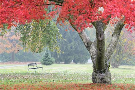 Red Maple Tree In Misty Autumn Garden Stock Photo Image Of Color