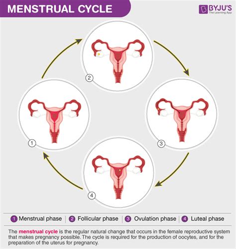Menstrual Cycle A Reproductive Phase In Humans