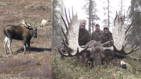 More images for how big can a bull moose get » Monster Alaskan Bull Moose - YouTube