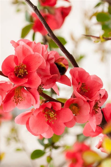 Download and use 50,000+ red wallpaper stock photos for free. 20+ Free Flowers iPhone Wallpapers - PremiumCoding