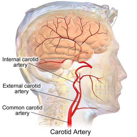 As a very rare occurence, the carotid my ascend in the neck without dividing into the two usual branches; External carotid artery - Wikipedia