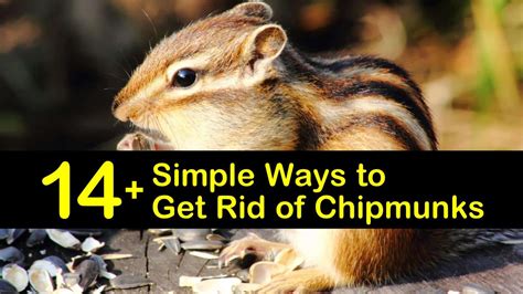 14 Simple Ways To Get Rid Of Chipmunks