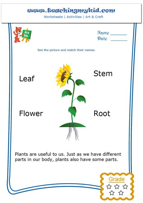 Parts Of Plant Worksheet For Nursery