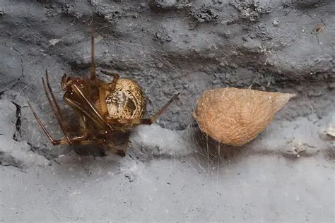 Spider Egg Sac 10 Facts You Should Know And Identification Chart