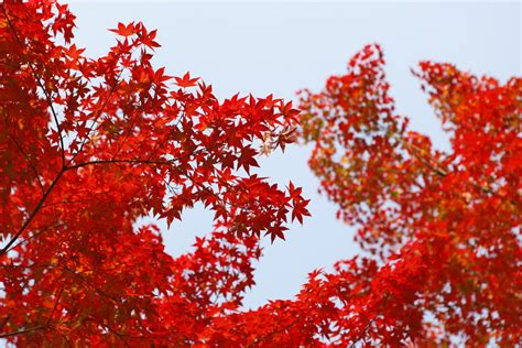 무료 이미지 빨간 단풍 나무 시즌 가을 분기 단풍잎 우디 식물 마가목 육상 식물 꽃 피는 식물 햇빛