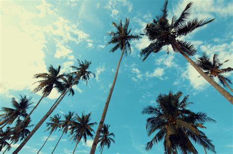 Cool Palm Trees Wallpapers Top Free Cool Palm Trees Backgrounds