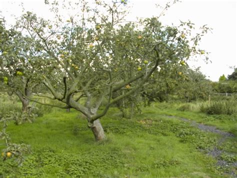 Fruit Tree Pruning Wikipedia