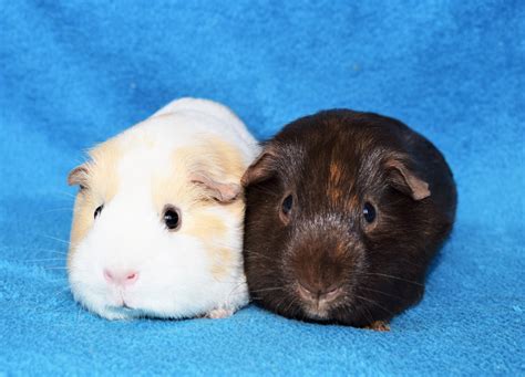 Guinea Pigs For Re Homing Hazelcroft Rescue
