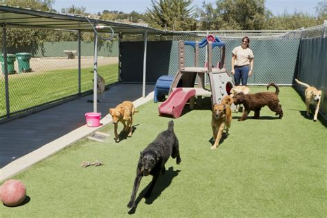 Top 10 Reasons For Dog Boarding Canine Country Club
