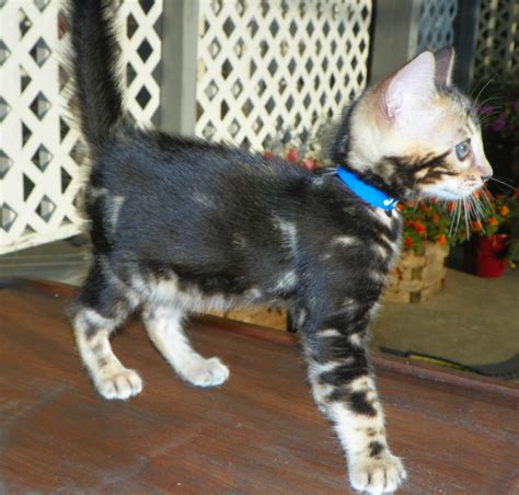 Beautiful brown spotted bengal kittens for sale. Adore Cats Bengals: A Marble Bengal Kitten for Sale