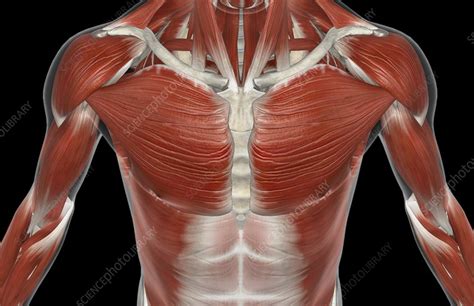 _ a simple study of the muscles making up the torso from different angles. The muscles of the upper body - Stock Image - C008/0590 ...