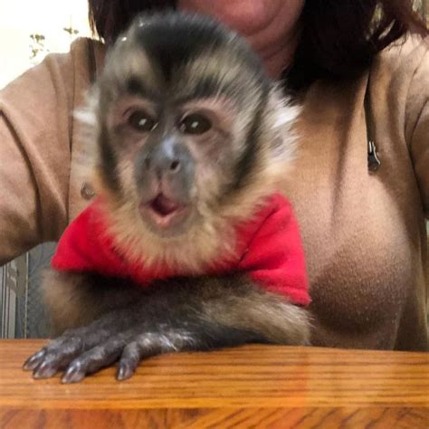 Adorable Baby Capuchin Monkey For Adoption Pet Monkey Baby Monkey