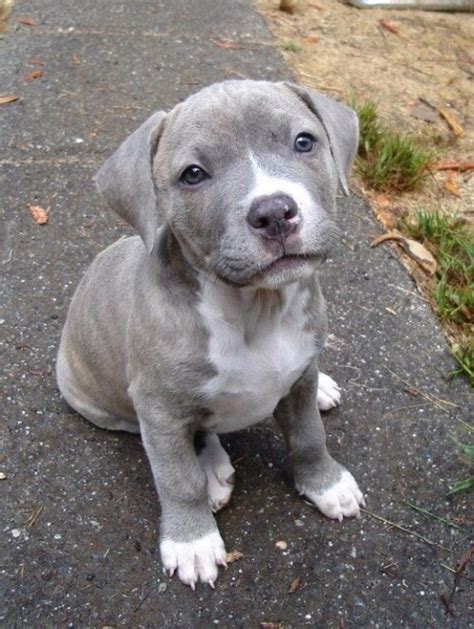 Pin By Audrey Crosby On Animals And Pets Pitbull Puppies Cute