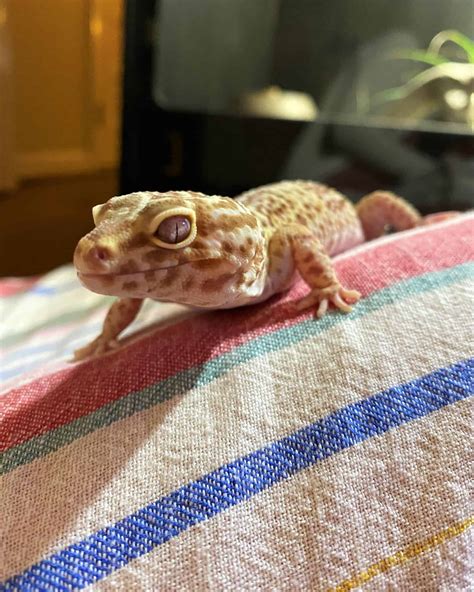 Albino Leopard Gecko Morph Guide Must Know Info And Pictures