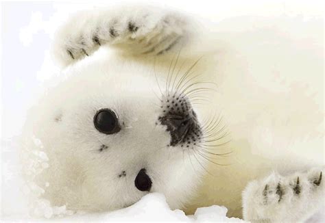 World News Beautiful Animals Of Arctic