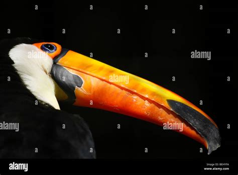 Toco Toucan Showing Off Beak Stock Photo Alamy