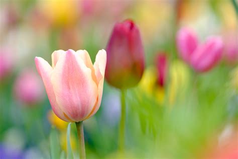 Spring Tulips And Blossoms In Spring 2017 Davd Photography