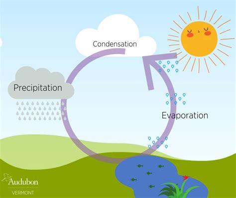 Water Cycle Of Evaporation Condensation Precipitation