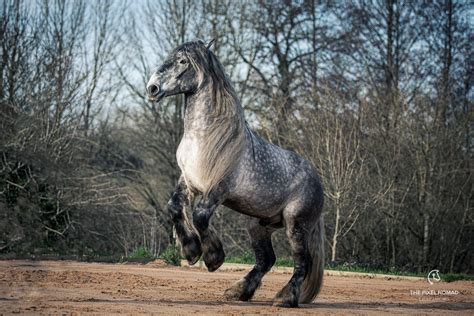 The Rare Poitevin Mulassier — Forgotten Horses By The Pixel Nomad