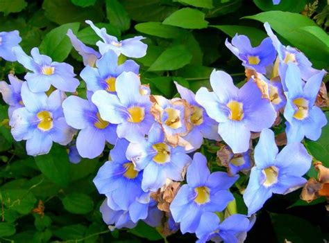Purple Blue Annual Flowers Photo 1 Comment Hi Res