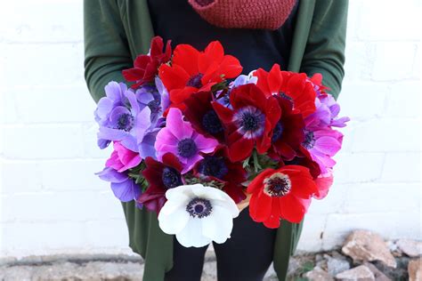 How To Grow Anemone Flowers A Top Guide