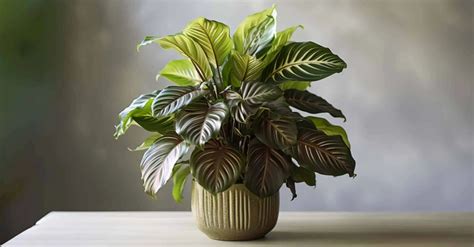 How To Grow And Care For Calatheas Houseplants Snappy Living