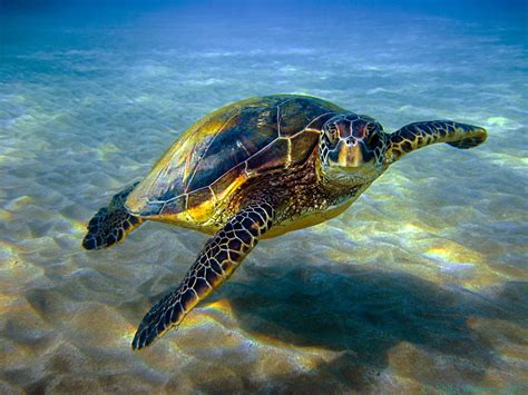 Hawaiian Green Sea Turtle Or Honu Sea Turtles Restoration Project