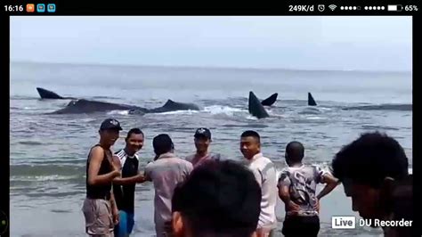 Seseorang yang mengalami mimpi ini akan. Ikan paus terdampar ke darat di perairan aceh - YouTube