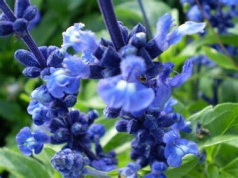 50 Oxford Blue Sage Salvia Viridis Clary Painted Horminum Sage Herb Fl
