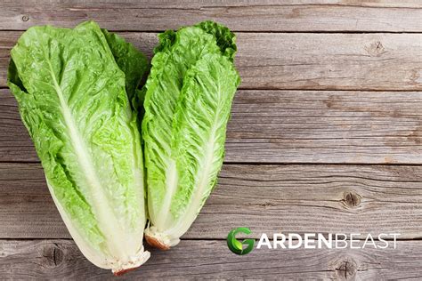 How To Plant And Grow Romaine Lettuce Complete Guide